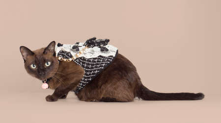 pet Supalak Thai breed cat looking on brown backgroundの写真素材
