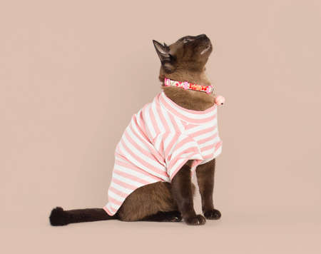 pet Supalak Thai breed cat looking on brown backgroundの写真素材