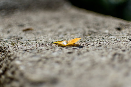 A tiny water droplet sits gently on a yellow autumn leaf, placed on a rugged concrete texture. The minimalist style and strong bokeh create an artistic natural image.の写真素材