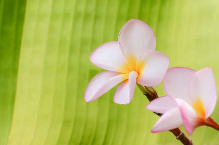 flower Green inの写真素材