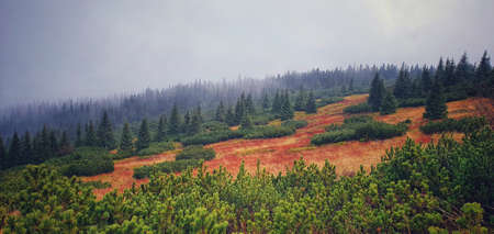 Foggy autumn morning in the Carpathian mountains, Ukraineの写真素材