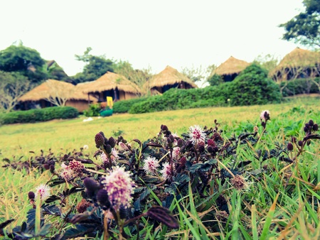 Little flowers in garden