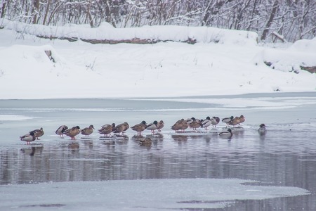 Winter Park duck pack near the waterの写真素材
