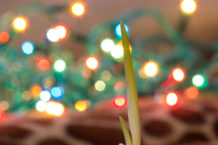 Green onion on the new year background