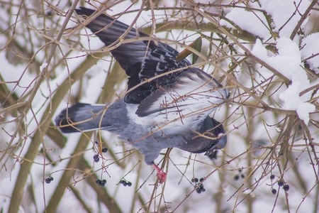 Pigeons sitting on the branch and eat berriesの写真素材