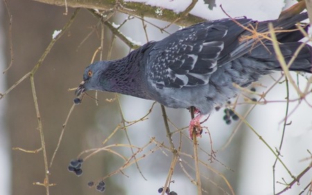 Pigeons sitting on the branch and eat berriesの写真素材