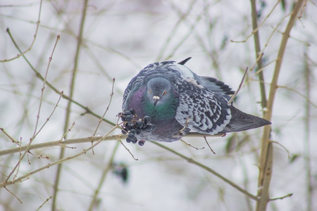 Pigeons sitting on the branch and eat berriesの写真素材
