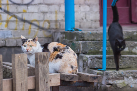 Stray street cats near the industrial zoneの写真素材