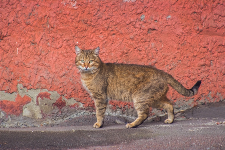 Stray street cats near the industrial zoneの写真素材
