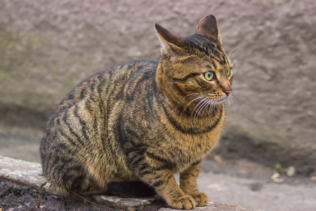 Stray street cats near the industrial zoneの写真素材