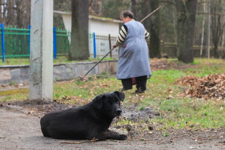 Stray dogs on street makes fear peopleの写真素材