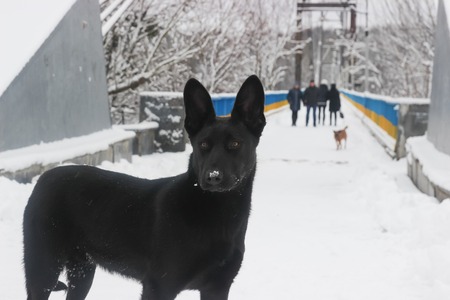 Stray dogs on street makes fear peopleの写真素材