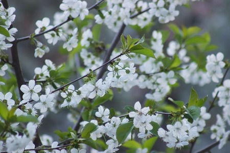 beautiful flowering apple trees. background with blooming flowers in spring day. selective focus and bokeh. toning vintage styleの写真素材