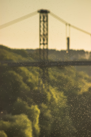meadow at sunset. A swarm of midges over tall grass in front of the sun. Blurred background. Nature...