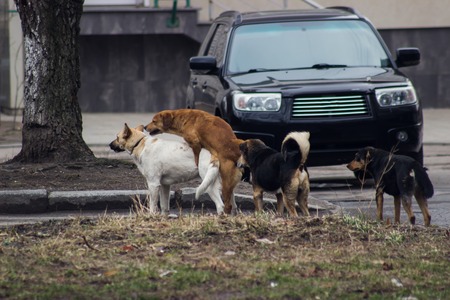 Homeless dogs make sex on the sidewalkの写真素材