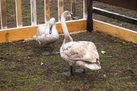 Gorgeous swans in the zoo under cageの写真素材