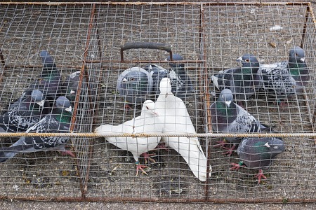pigeons in cages on display for shopping in pet marketの写真素材