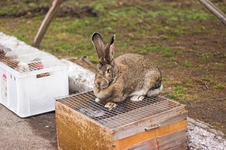 Rabbit in a Cage on the streetの写真素材