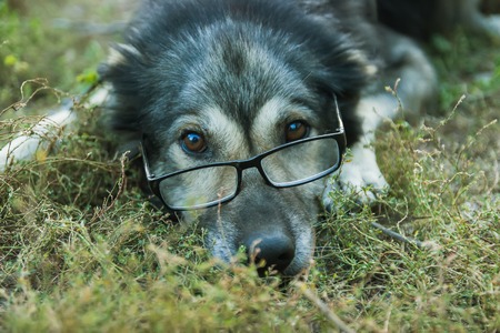 old wise dog in glasses watching cameraの写真素材