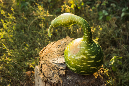 Strange watermelon or pumpkin harvest at autumnの写真素材