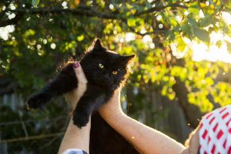 Cute kitten in hand at evening sunraysの写真素材
