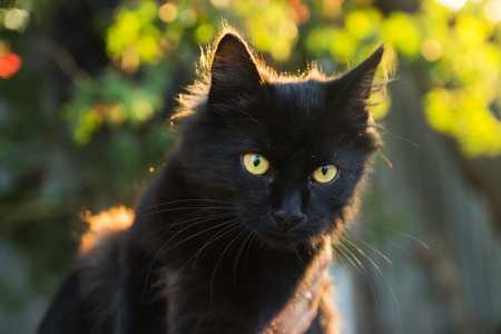 Cute kitten in hand at evening sunraysの写真素材