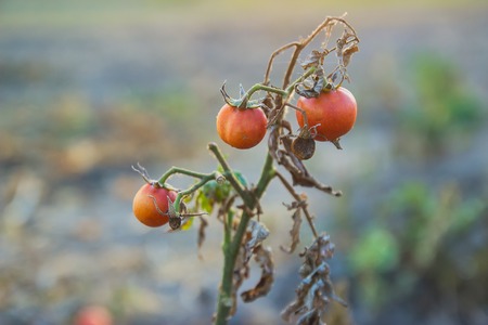bunch of three cherry tomatoes on farm at eveningの写真素材