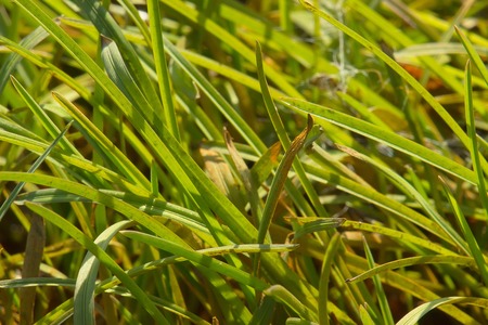 Group of green grass