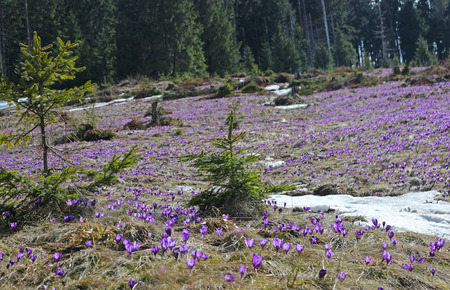 Mountain snowdrop flowers in the carpathian landscapeの写真素材