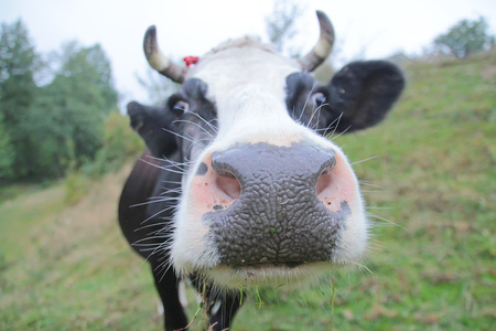 Close-up of a funny cow on farmland in the fieldの写真素材