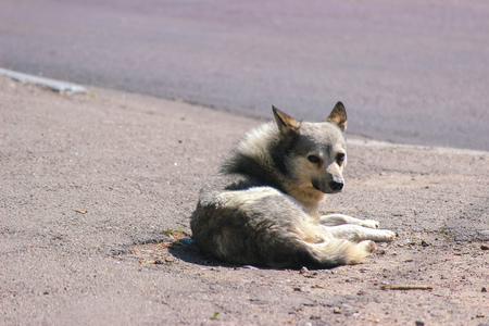 Lonely homeless stray dog on sidewalk streetの写真素材