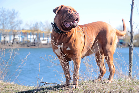 Dogue De Bordeaux walking around the forestの写真素材