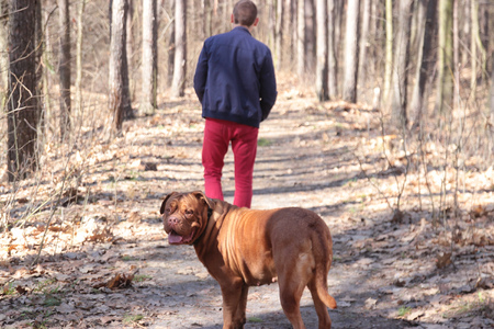 Attractive boy with her pug dogの写真素材