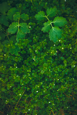 Green leaf texture, water lily background in deep forestの写真素材