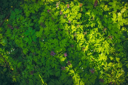Green leaf texture, forest plants background with violet flowers