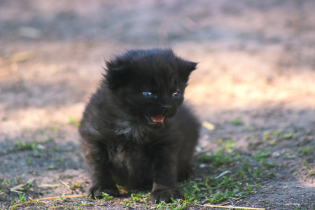 Cute black kitten crying at evening sunraysの写真素材