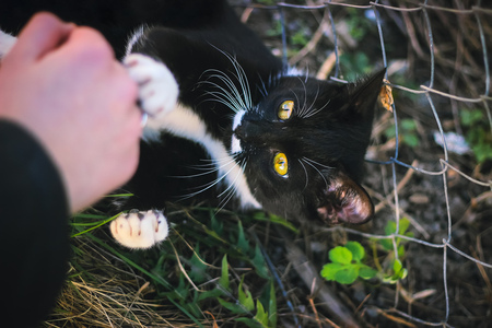 Cute kitten play with hand at evening sunraysの写真素材