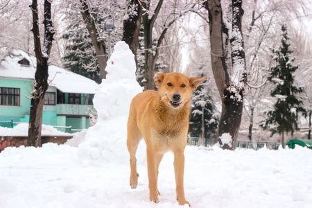 Stray dog takes carrot from snowman and happyの写真素材