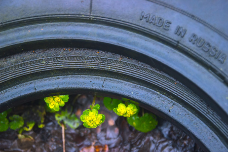 Yellow Opposite Leaved Golden Saxifrage - Chrysosplenium oppositifolium background texture inside the tireの写真素材