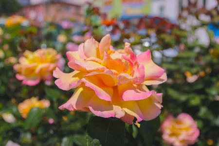 Pink rose flowers on the bush garden in the summerの写真素材