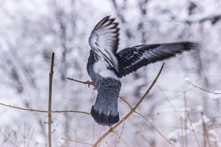 Pigeons sitting on the branch and eat berriesの写真素材