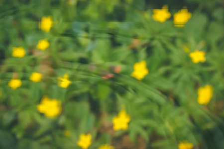 bloom with yellow flowers, reflected in rippling water at forestの写真素材