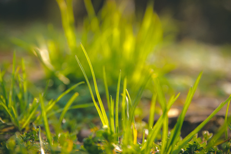 Spring grass at street on sunny day