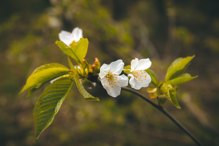 beautiful flowering apple trees. background with blooming flowers in spring day. selective focus and bokeh. toning vintage styleの写真素材