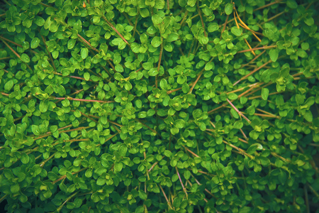 Green leaf texture, background in deep forestの写真素材