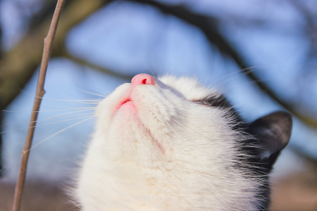 White cat looks up on tree with birds, showing teeth close up