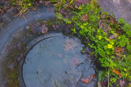 Yellow Opposite Leaved Golden Saxifrage - Chrysosplenium oppositifolium background texture inside the watered tireの写真素材