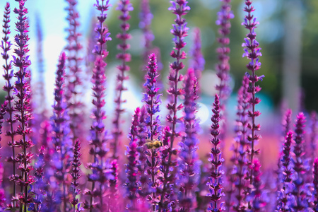 Sunset over a violet lavender field in the eveningの写真素材