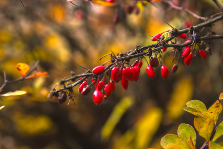 Barberry branch fresh ripe berries natural colorful floral autumn seasonの写真素材