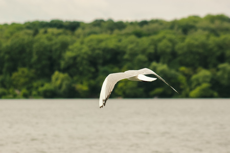 Seagulls flying in the blue sky at eveningの写真素材